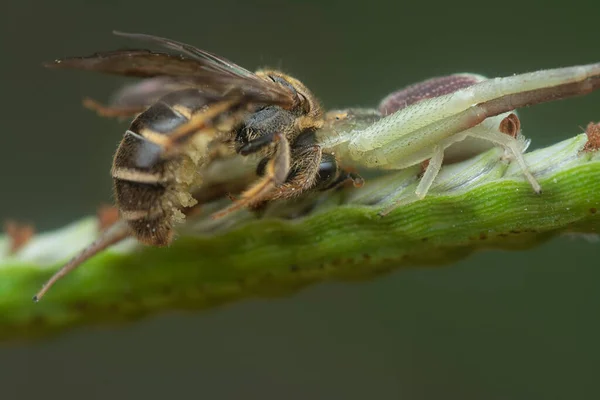 Aranha Caranguejo Pegou Uma Abelha Suor Para Refeição — Fotografia de Stock