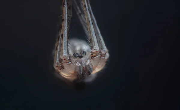 Extreme Close Shot Pholcid Spider — Stock Photo, Image