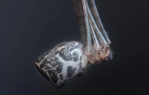 Extreme Close Shot Pholcid Spider — Stock Photo, Image