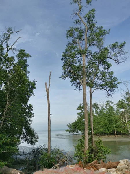Mangrovenbäume Entlang Der Küste — Stockfoto
