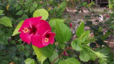 canlı kırmızı, solgun kenar ve karanlık merkez amber çiçeği rosa-sinensis çiçekleri