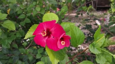 canlı kırmızı, solgun kenar ve karanlık merkez amber çiçeği rosa-sinensis çiçekleri