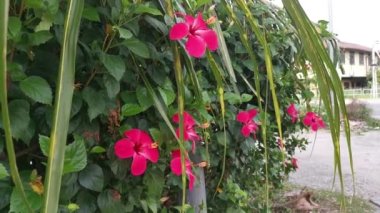 canlı kırmızı, solgun kenar ve karanlık merkez amber çiçeği rosa-sinensis çiçekleri