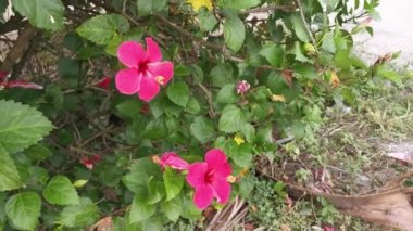 canlı kırmızı, solgun kenar ve karanlık merkez amber çiçeği rosa-sinensis çiçekleri