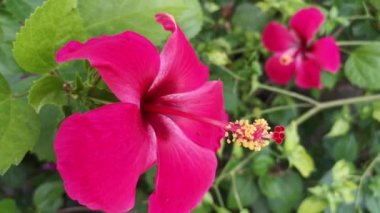 canlı kırmızı, solgun kenar ve karanlık merkez amber çiçeği rosa-sinensis çiçekleri