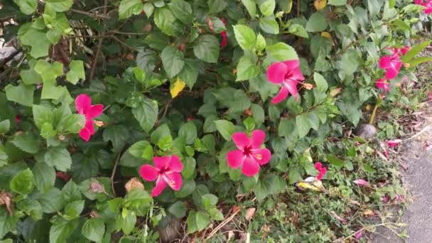 Rojo Vivo Borde Que Desvanece Flor Pétalos Hibisco Rosa Sinensis — Vídeos de Stock