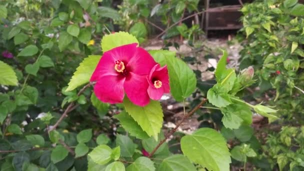 Ярко Красный Выцветающий Край Темный Центр Гибискус Розово Синезийский Лепестки — стоковое видео
