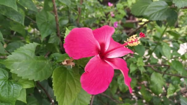 鮮やかな赤や退色縁や濃い中央のハイビスカスのバラ シンセンシスの花びら — ストック動画