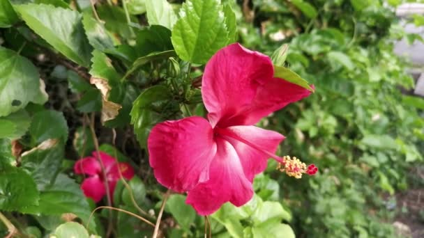 Żywa Czerwień Blaknąca Krawędź Ciemny Środek Hibiskus Rosa Sinensis Płatki — Wideo stockowe