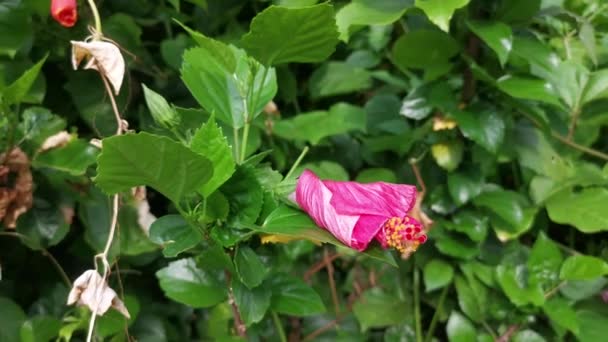 Vermelho Vívido Borda Desbotada Centro Escuro Hibisco Rosa Sinensis Pétalas — Vídeo de Stock