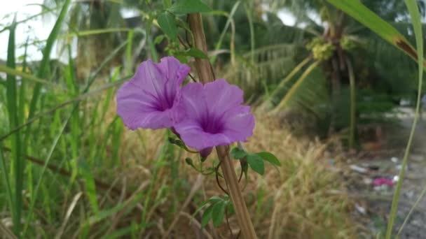 Ipomoea Bush Morning Glory Climbing Sugar Cane Branches — Stok Video