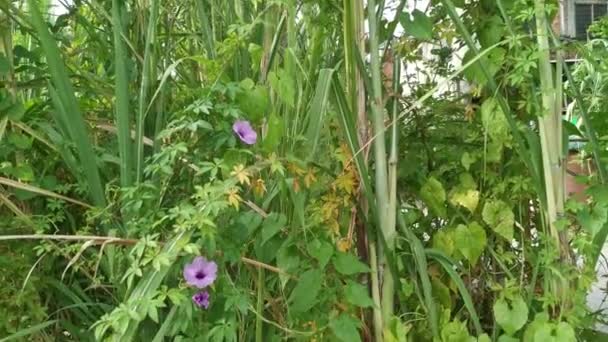 Ipomoea Bush Ochtend Glorie Klimmen Suikerriet Takken — Stockvideo