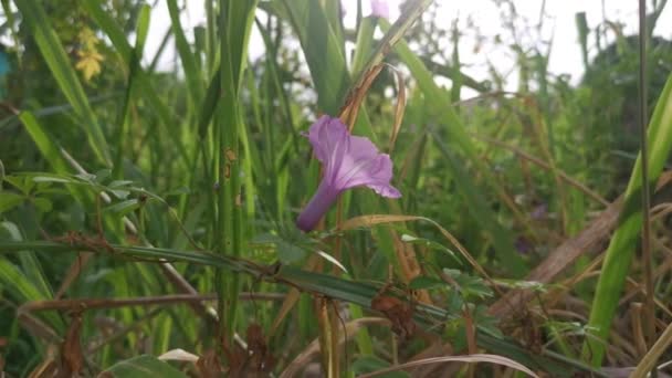 Ipomoea Bush Ochtend Glorie Klimmen Suikerriet Takken — Stockvideo