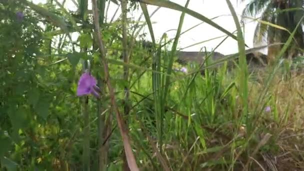 이포메아 사탕수수 가지에 오르는 — 비디오