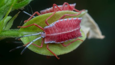 Kırmızı bir pycanum rubens perisinin yakın çekimi.