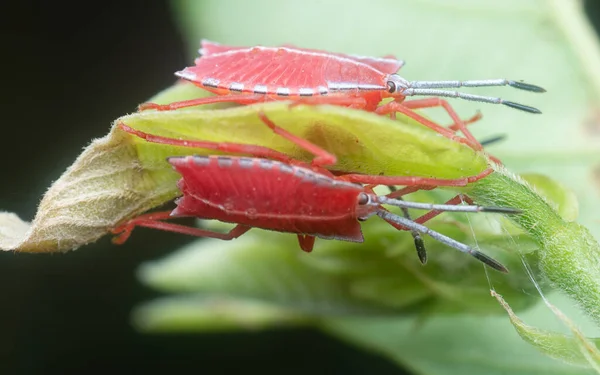 Close Shot Van Een Rode Pycanum Rubens Nimfen — Stockfoto