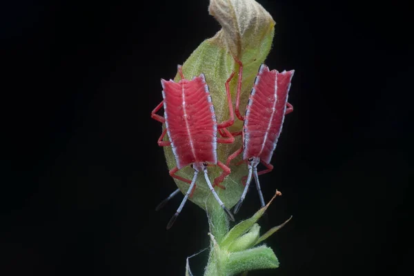 Close Shot Van Een Rode Pycanum Rubens Nimfen — Stockfoto