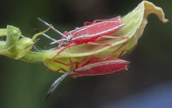 Close Shot Van Een Rode Pycanum Rubens Nimfen — Stockfoto