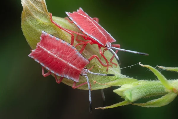 Close Shot Van Een Rode Pycanum Rubens Nimfen — Stockfoto