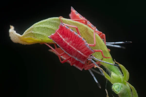 Close Shot Van Een Rode Pycanum Rubens Nimfen — Stockfoto