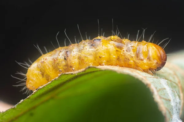 Close Met Een Onbekende Rups — Stockfoto