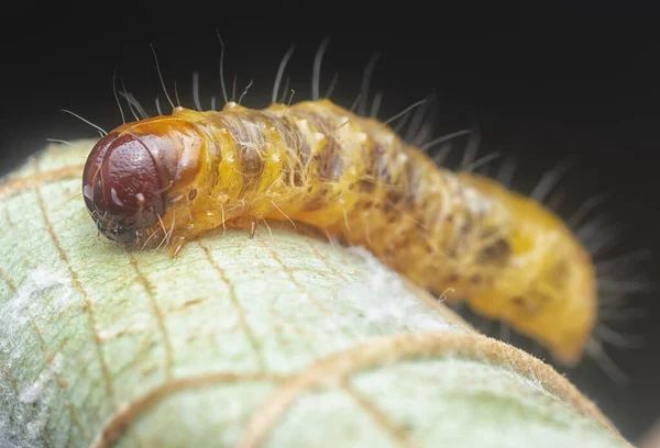Closeup Unknown Moth Caterpillar — Stock Photo, Image