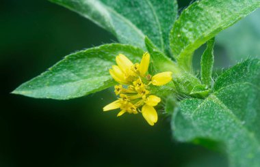 Küçük sarı sindrella nodiflora çiçeği otu.