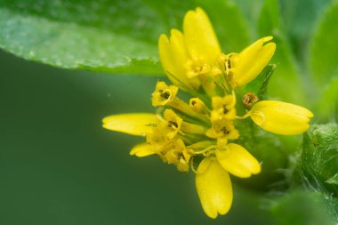 Küçük sarı sindrella nodiflora çiçeği otu.