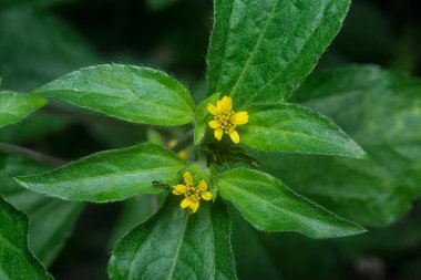 Küçük sarı sindrella nodiflora çiçeği otu.