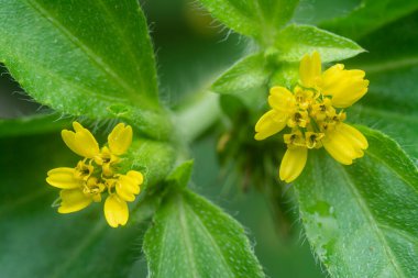 Küçük sarı sindrella nodiflora çiçeği otu.
