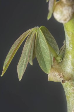 Sapından çıkan küçük tapyoka filizleri.