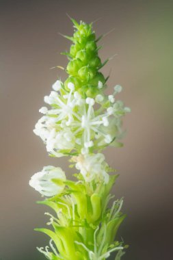 Isırgan otu bitkisine yakın çekim.