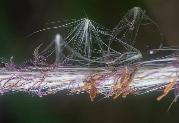 Μικροσκοπικό Λευκό Αποξηραμένο Φτερό Poaceae Χόρτο — Φωτογραφία Αρχείου