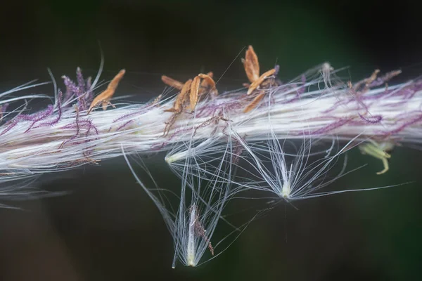 Mała Biała Suszona Trawa Piórkowa Poaceae — Zdjęcie stockowe