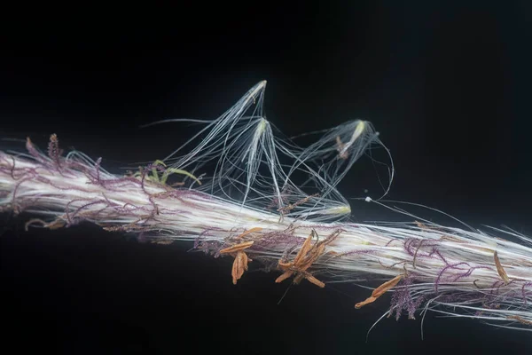 Μικροσκοπικό Λευκό Αποξηραμένο Φτερό Poaceae Χόρτο — Φωτογραφία Αρχείου