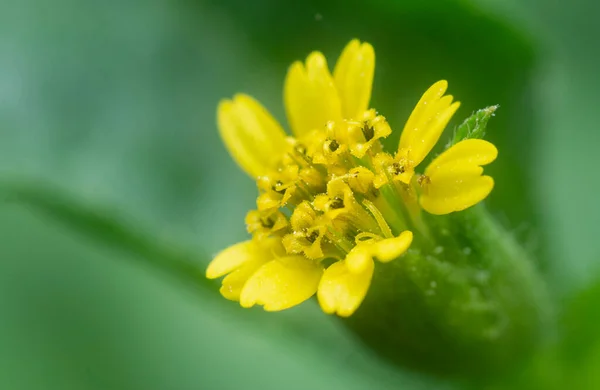 Minúsculo Amarelo Synedrella Nodiflora Flor Erva Daninha — Fotografia de Stock