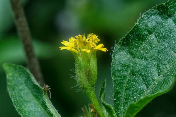 Mały Żółty Synedrella Nodiflora Kwiat Chwast — Zdjęcie stockowe