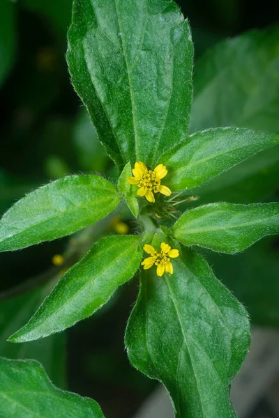 Küçük sarı sindrella nodiflora çiçeği otu.