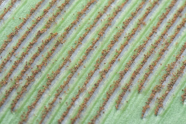 Споры Бактериальной Подкладки Зеленых Листьях — стоковое фото