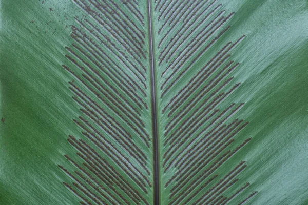 Bakteriella Slemsporer Gröna Bladen — Stockfoto