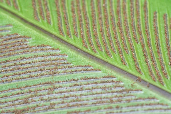 Споры Бактериальной Подкладки Зеленых Листьях — стоковое фото