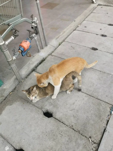 Mannelijke Kat Probeert Naar Hof Vrouwelijke Kat — Stockfoto