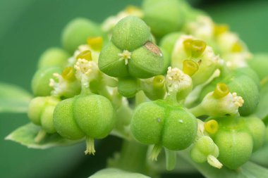 Vahşi Euphorbia heterofilla otunun yakın çekimi. 