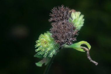 Hyptis Capitata otunun yakın çekimi..