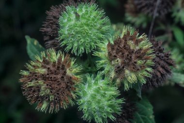 Hyptis Capitata otunun yakın çekimi..