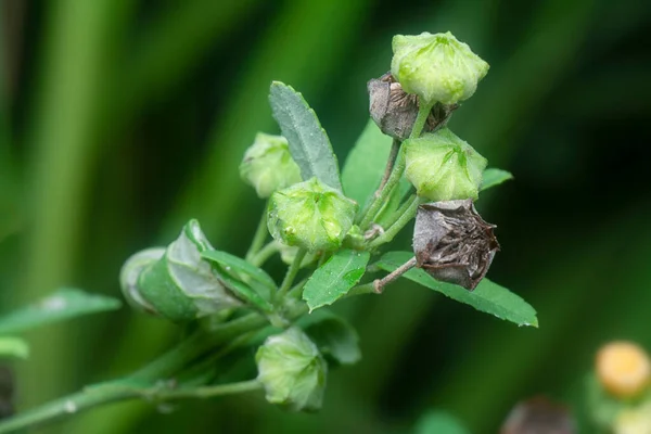Közeli Felvétel Sida Rhombifolia Gyomnövény — Stock Fotó