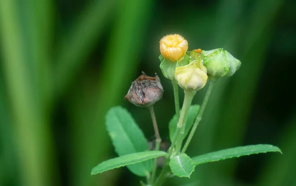 Κοντινό Πλάνο Του Φυτού Sida Rhombifolia Weed — Φωτογραφία Αρχείου