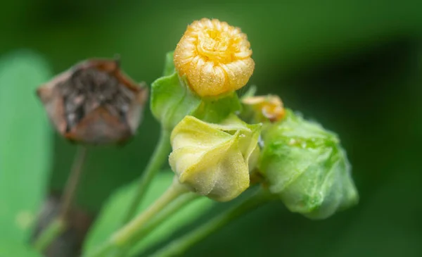 Close Shot Sida Rhombifolia Weed Plant — Stock Photo, Image