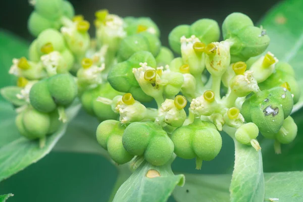 Close Shot Wild Euphorbia Heterophylla Weed — Stock Photo, Image