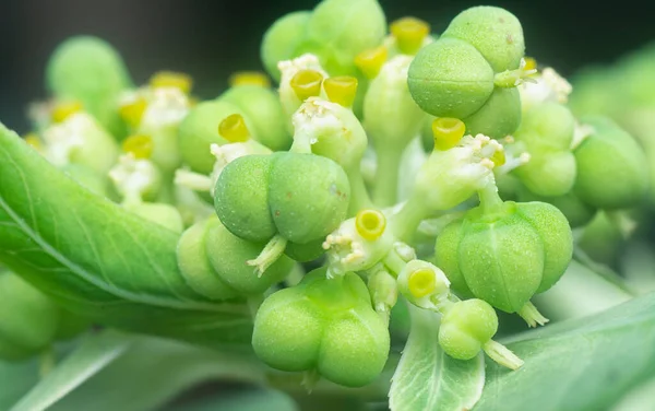 Zblízka Záběr Divoké Euphorbia Heterophylla Plevele — Stock fotografie